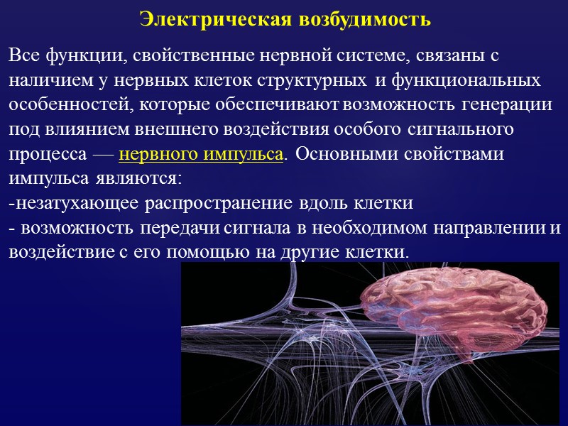 Электрическая возбудимость Все функции, свойственные нервной системе, связаны с наличием у нервных клеток структурных